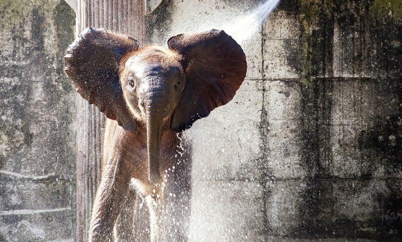 African elephant in the wild