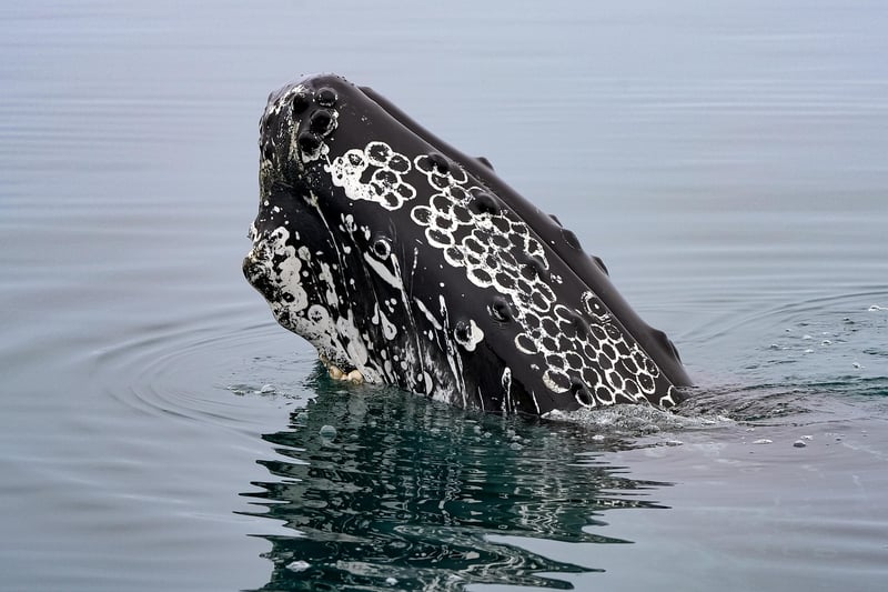 Whale Watching in Iceland